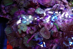 looking-down-into-nano-aquarium-001