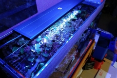 looking-down-into-nano-aquarium-002