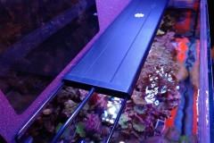 looking-down-into-nano-aquarium-003
