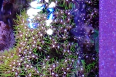 looking-down-into-nano-aquarium-004
