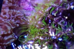 looking-down-into-nano-aquarium-005