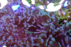 looking-down-into-nano-aquarium-006