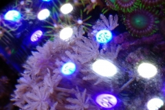 looking-down-into-nano-aquarium-008