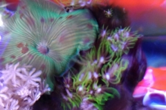 looking-down-into-nano-aquarium-010