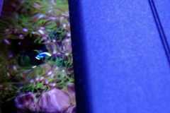 looking-down-into-nano-aquarium-012