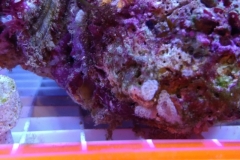 strange-eggs-on-live-rock-001