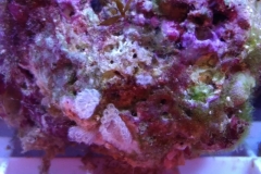 strange-eggs-on-live-rock-002