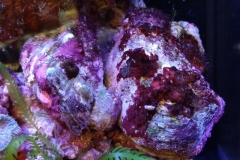 marine-oyster-closed-001