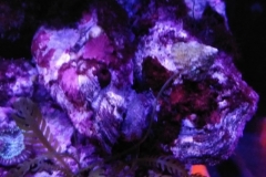 marine-oyster-closed-002