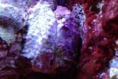 marine-oyster-new-growth-001