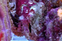 marine-oyster-open-and-feeding-001