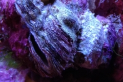 marine-oyster-open-and-feeding-002