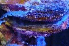 marine-oyster-open-and-feeding-003