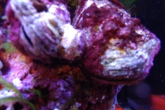 marine-oyster-open-and-feeding-004