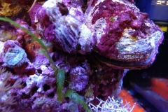 marine-oyster-open-and-feeding-006