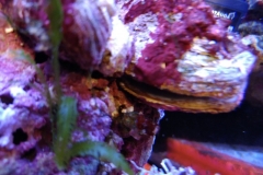 marine-oyster-open-and-feeding-007