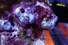 marine-oyster-open-and-feeding-008