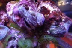 marine-oyster-open-and-feeding-009