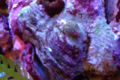 marine-oyster-open-and-feeding-010