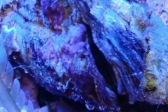 marine-oyster-open-and-feeding-011