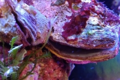 marine-oyster-open-and-feeding-012