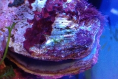 marine-oyster-open-and-feeding-014