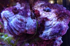 marine-oyster-open-and-feeding-015