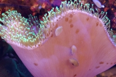 marine-snail-babies-on-aquarium-glass-001