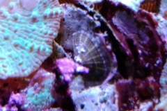marine-snail-barnicle-on-live-rock-001