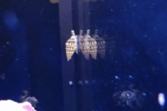 marine-snail-conch-on-live-rock-001