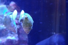 marine-snail-on-aquarium-glass-001