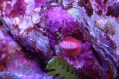 marine-snail-red-on-live-rock-001
