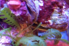 marine-snail-red-on-live-rock-003