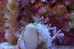 marine-snail-turbo-on-aquarium-glass-001