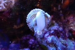 marine-snail-turbo-on-aquarium-glass-002