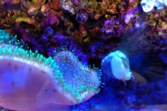 marine-snail-turbo-on-aquarium-glass-003