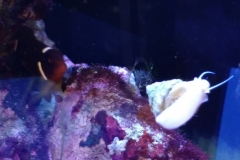 marine-snail-turbo-on-aquarium-glass-004