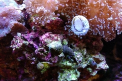 marine-snail-turbo-on-aquarium-glass-005