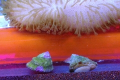 marine-snail-turbo-on-aquarium-rail-002