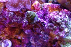 marine-snail-turbo-on-live-rock-002