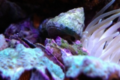 marine-snail-turbo-on-live-rock-004