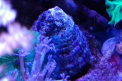 marine-snail-turbo-on-live-rock-005