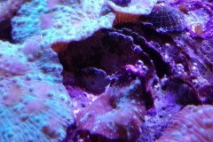marine-snail-turbo-on-live-rock-006
