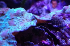 marine-snail-turbo-on-live-rock-007