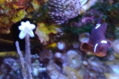marine-starfish-asterina-on-aquarium-glass-001