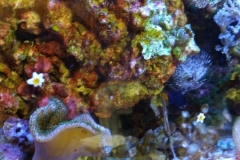 marine-starfish-asterina-on-aquarium-glass-002