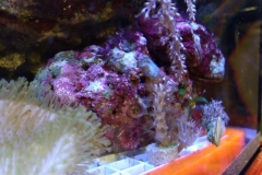marine-starfish-asterina-on-live-rock-001