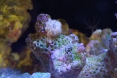 marine-starfish-on-live-rock-001