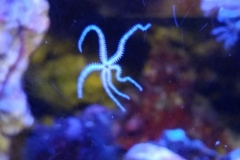 marine-starfish-serpent-on-aquarium-glass-001