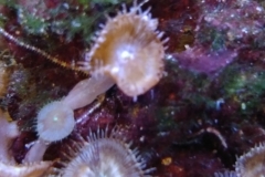 marine-starfish-serpent-on-live-rock-001